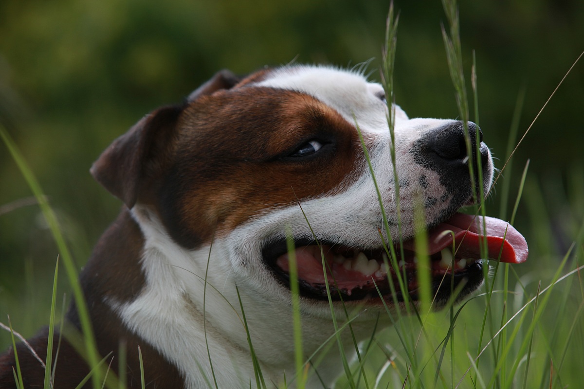Stafforordshire bull terrier