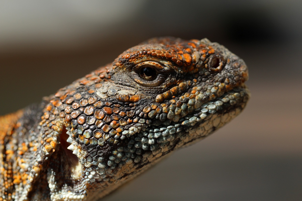 Uromastice acatinuro, Agamide staff