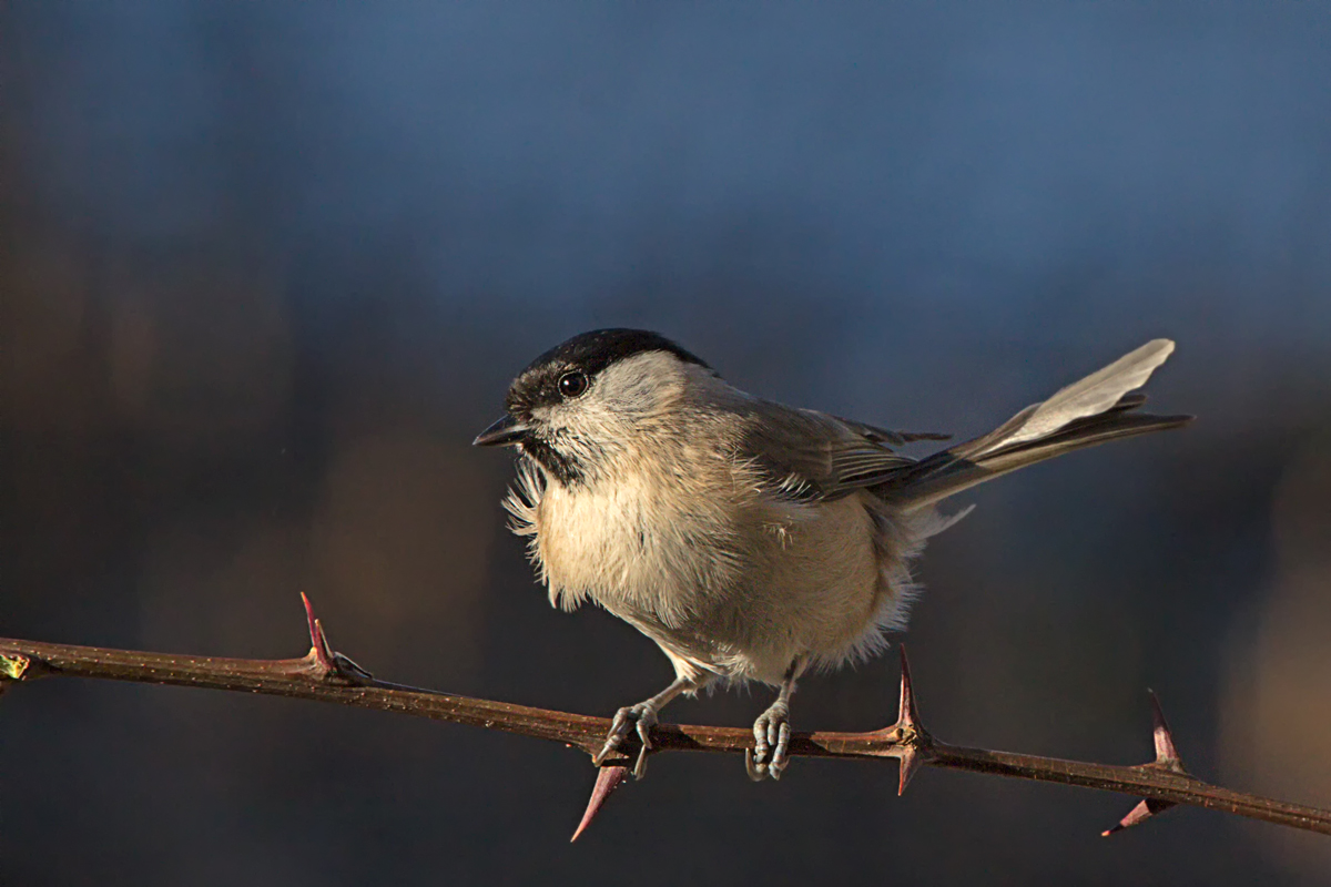 Cincia Bigia (Parus palustris)
