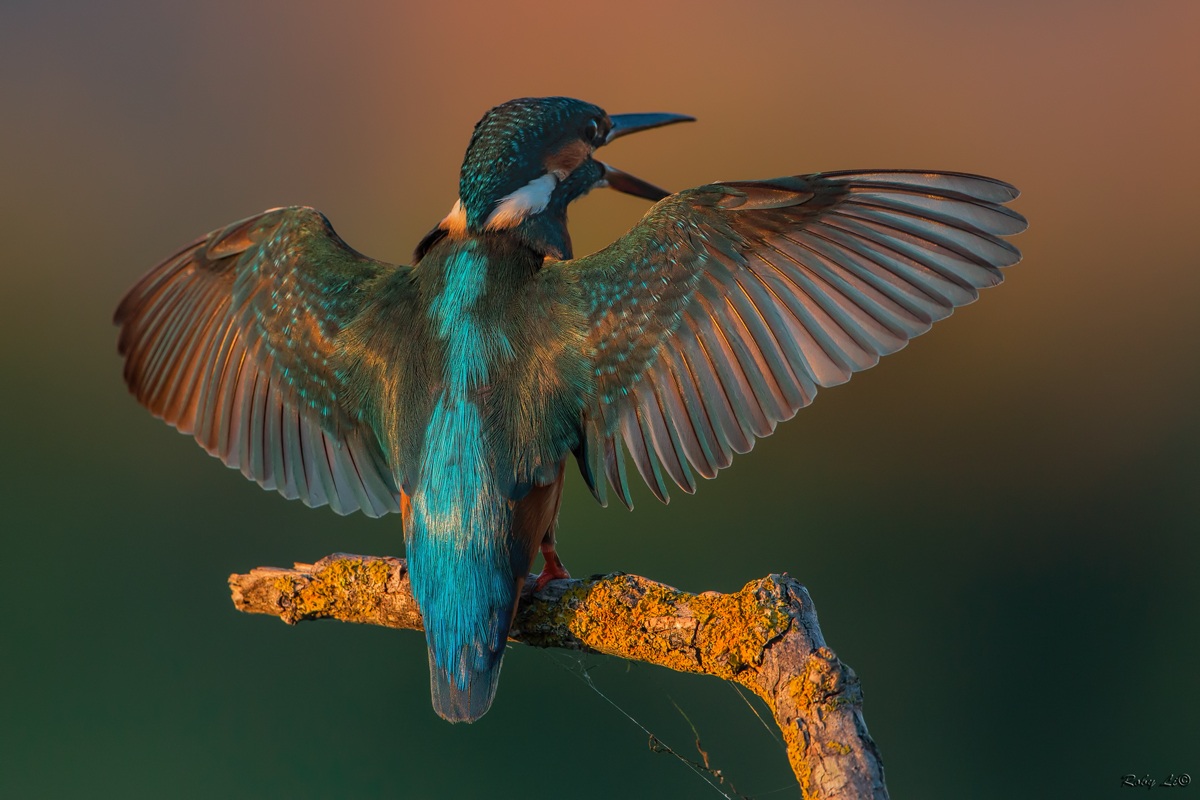 Asciugarsi le ali al tramonto