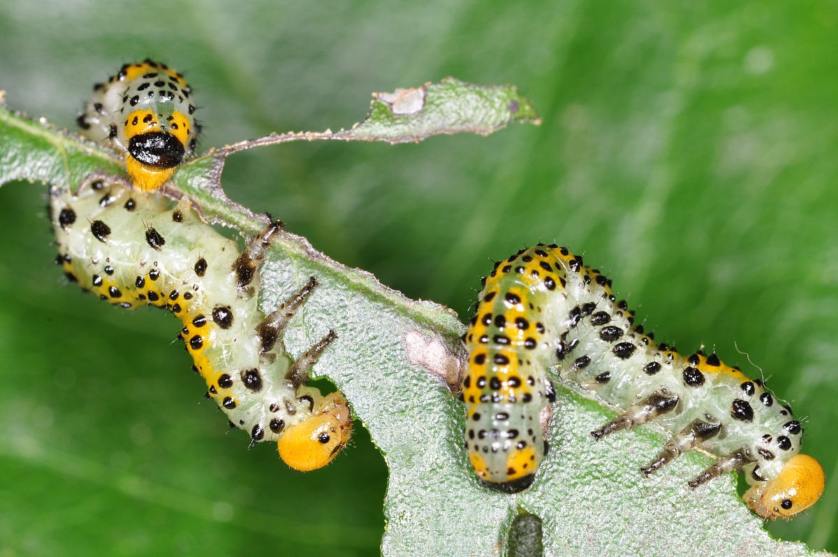 Aggiungi un posto a tavola....