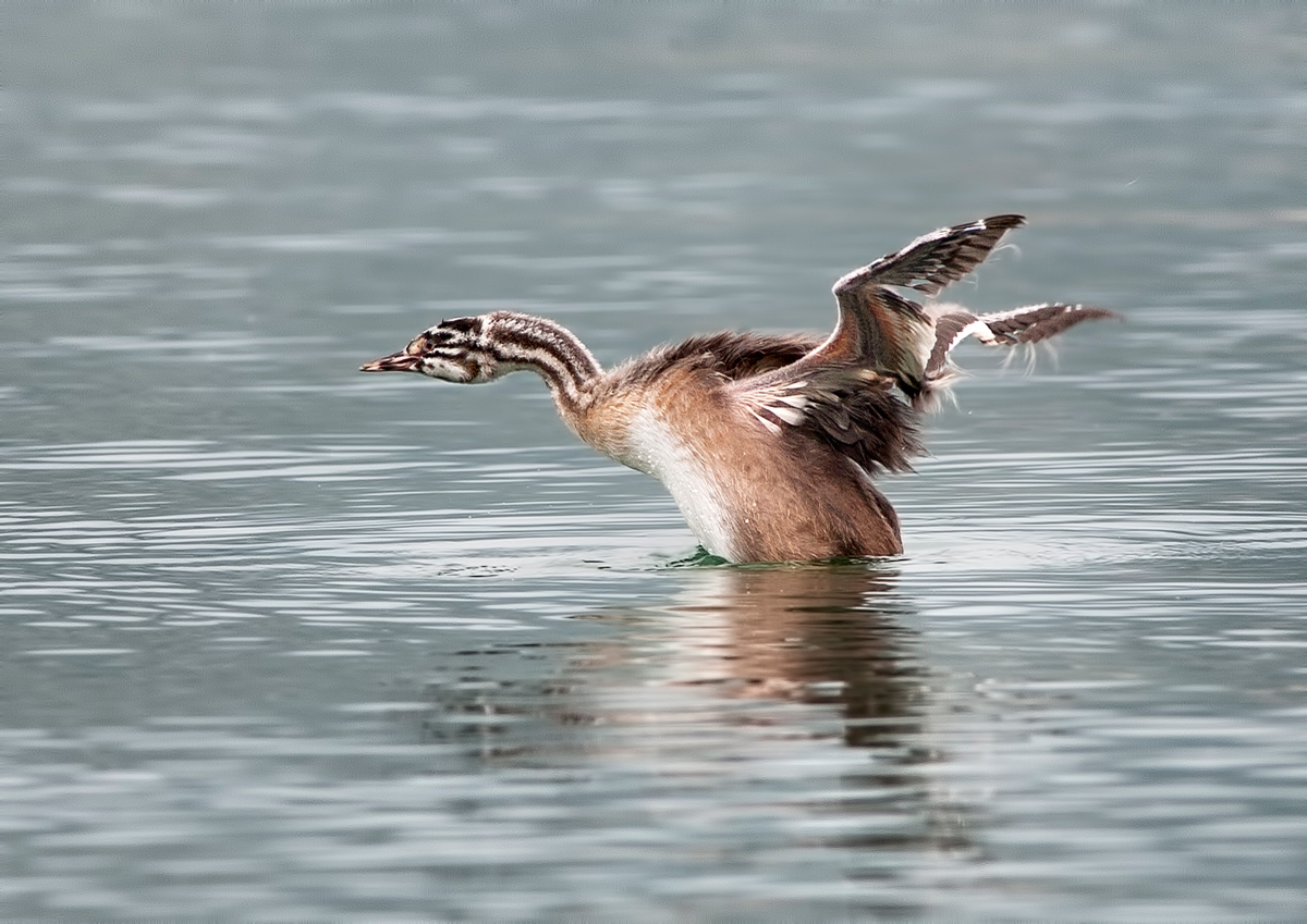 little grebe