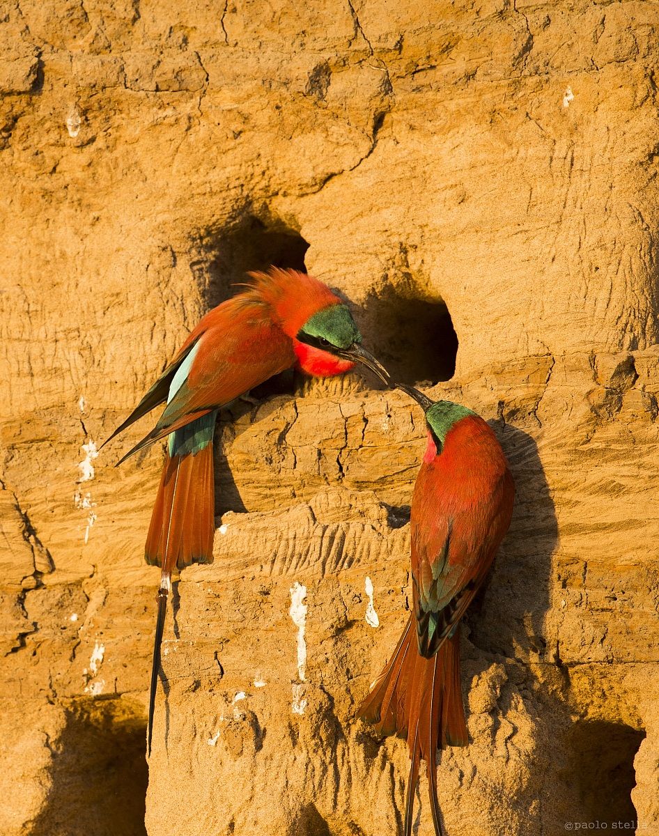 in front of the nests