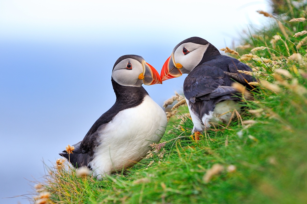 Atlantic Puffins, Shetland, Scotland