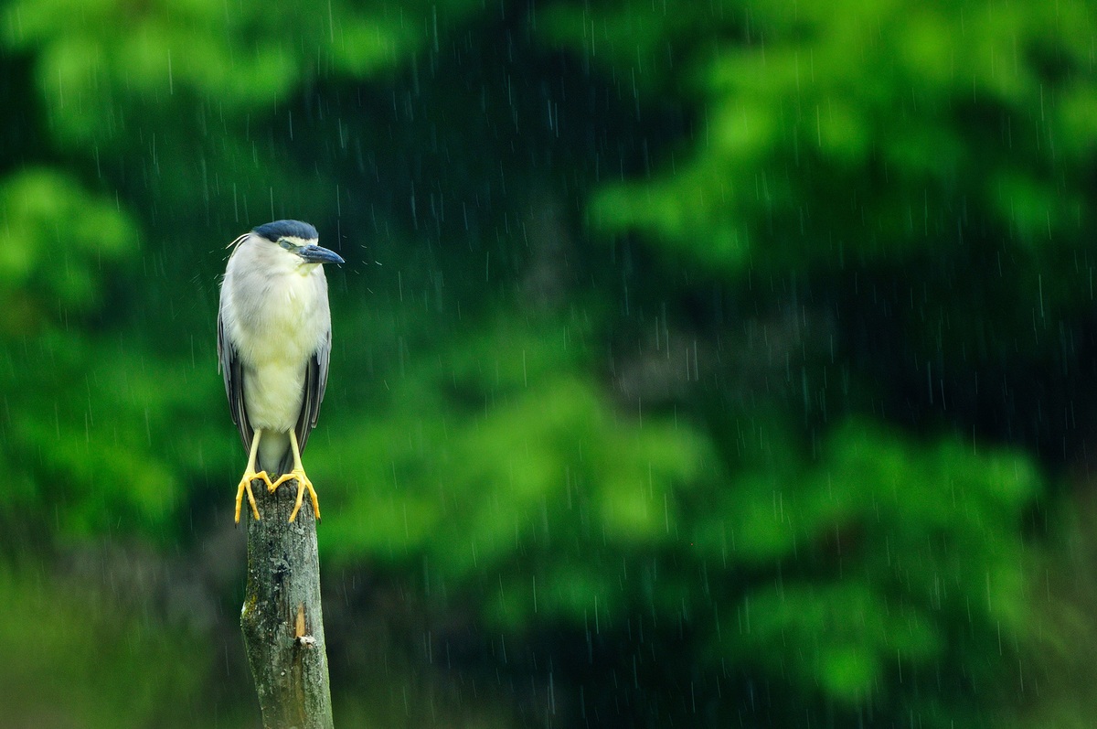 Black-crowned Night Heron, Racconigi, Italy