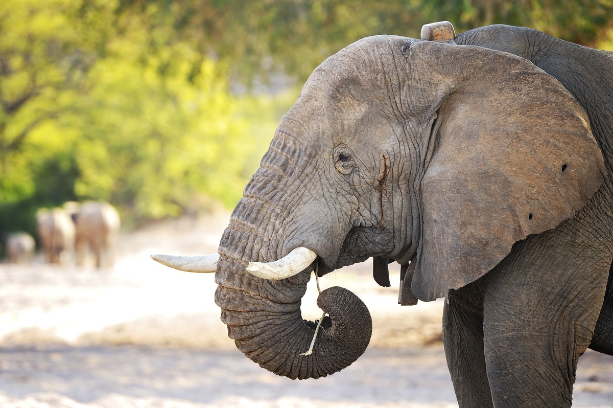 Desert Elephant, Namibia