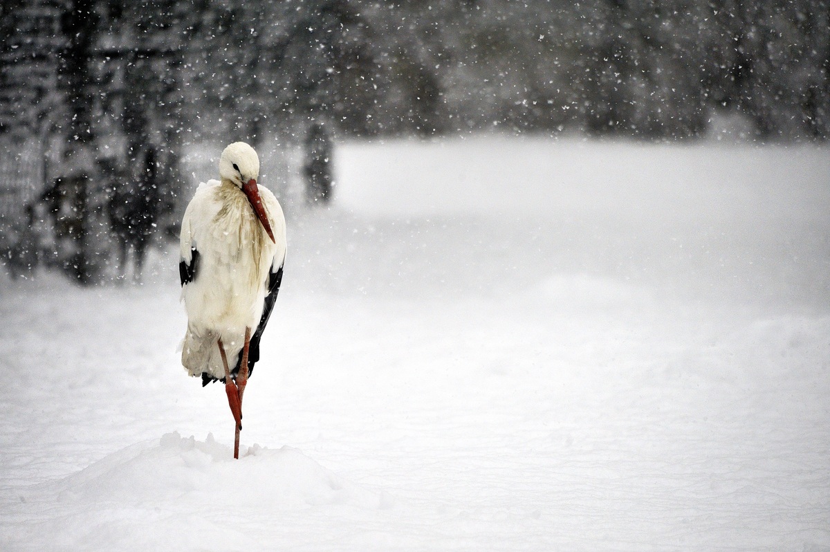 White Stork, Racconigi, Italy