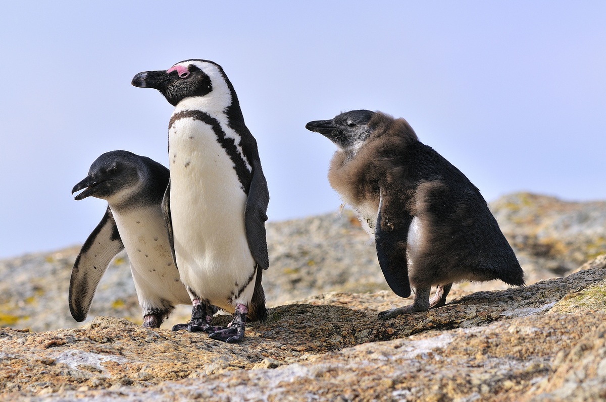 South African Penguin, Simon's Town, South Africa