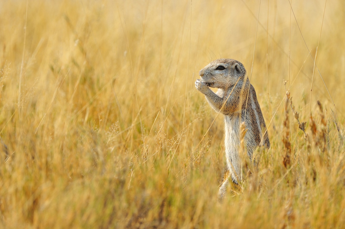 Cape ground squirrel, Etosha Nat. Park, Namibia