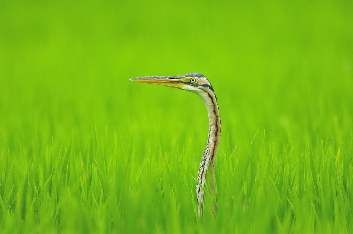 Purple Heron, Vercelli, Italy