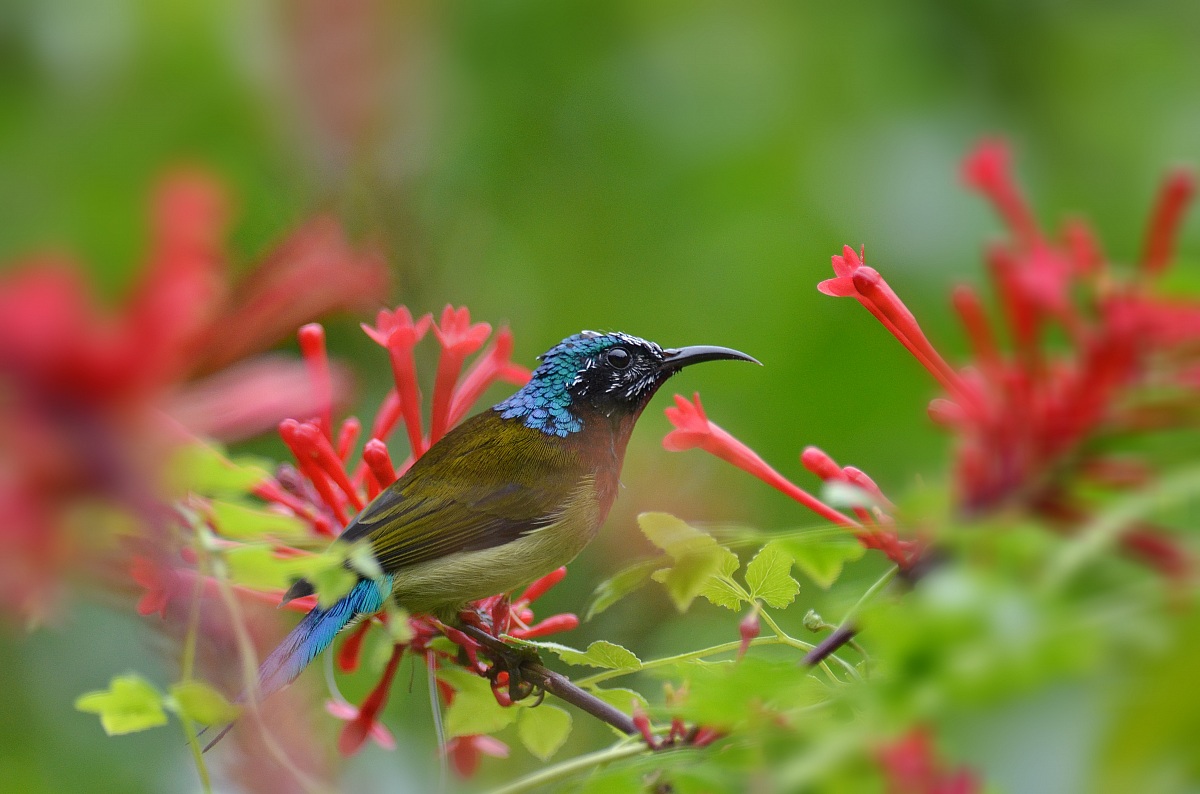 sunbirds