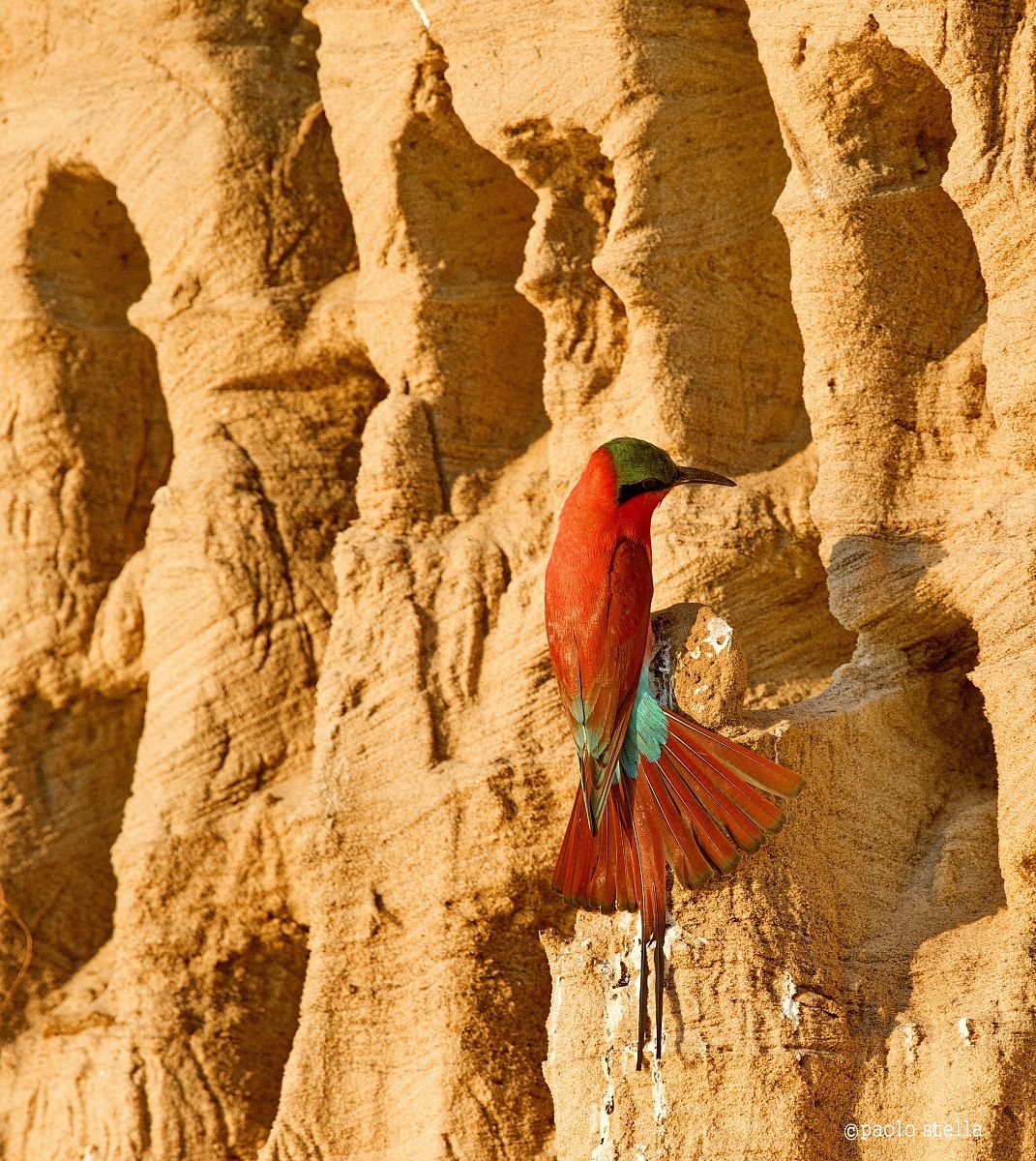 tail spread out in the sun the 'dawn
