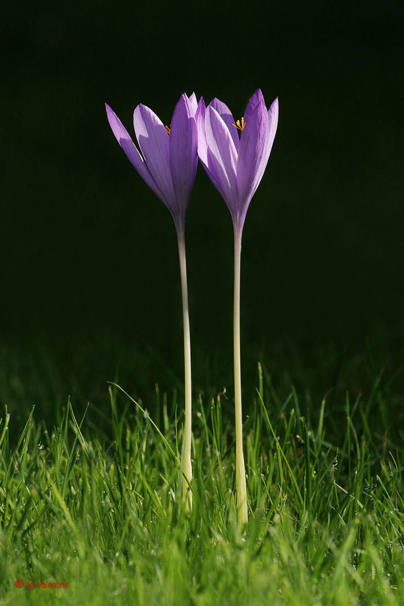 Autumn Crocus - Crocus nudiflorus