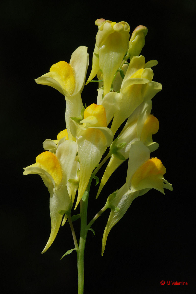Common Toadflax - Linaria vulgaris