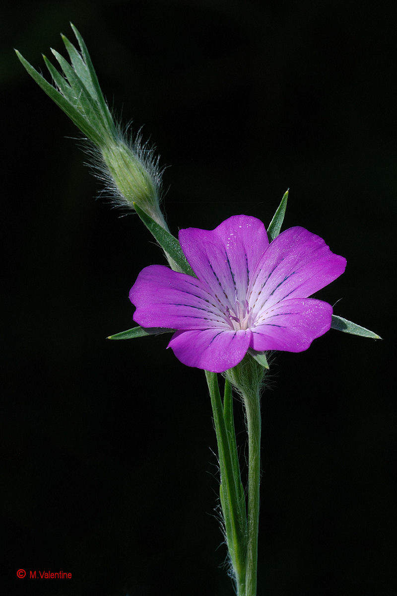 Corncockle - Agrostemma githago