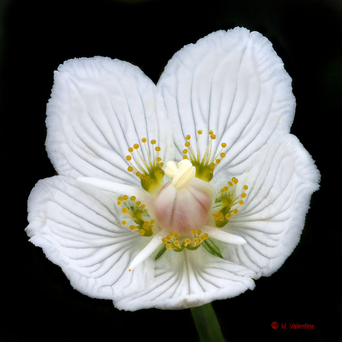 Grass of Parnassus - Parnassia palustris