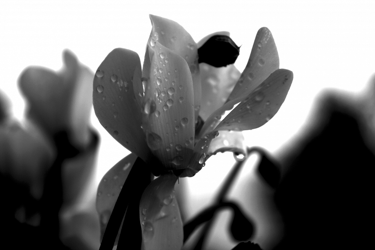Ciclamino in b/w