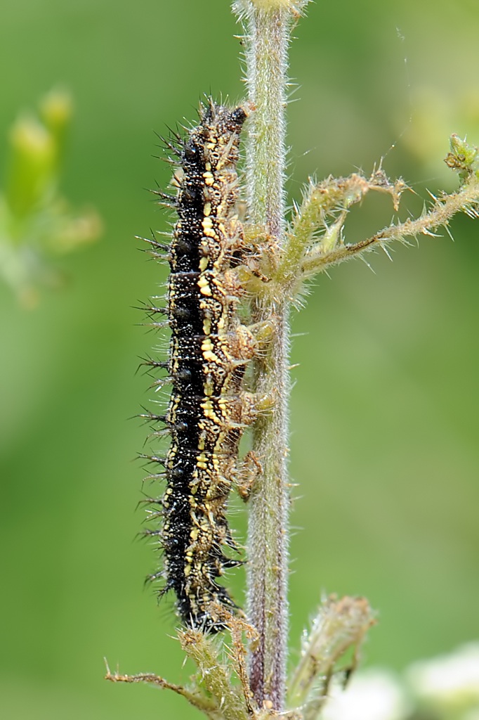 Aglais urticae caterpillar