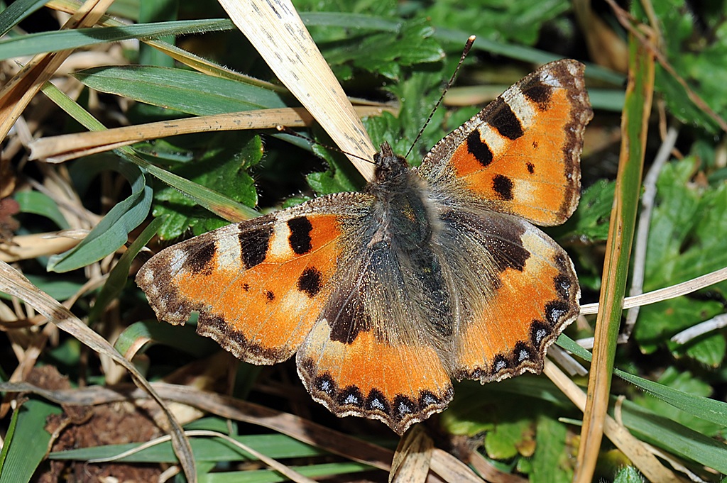 Aglais urticae