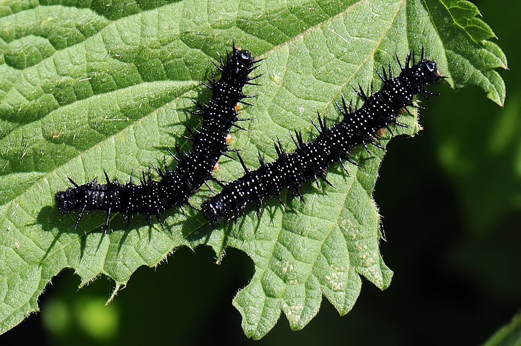 I aglais caterpillar