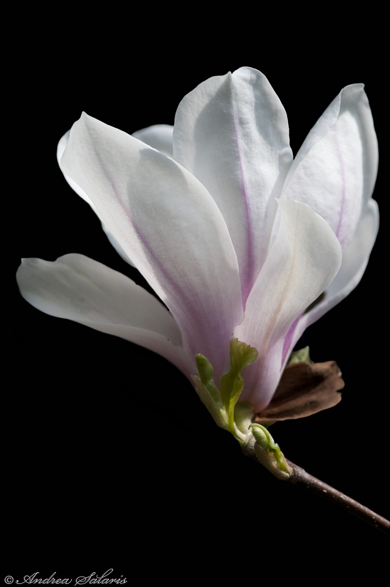 Magnolia