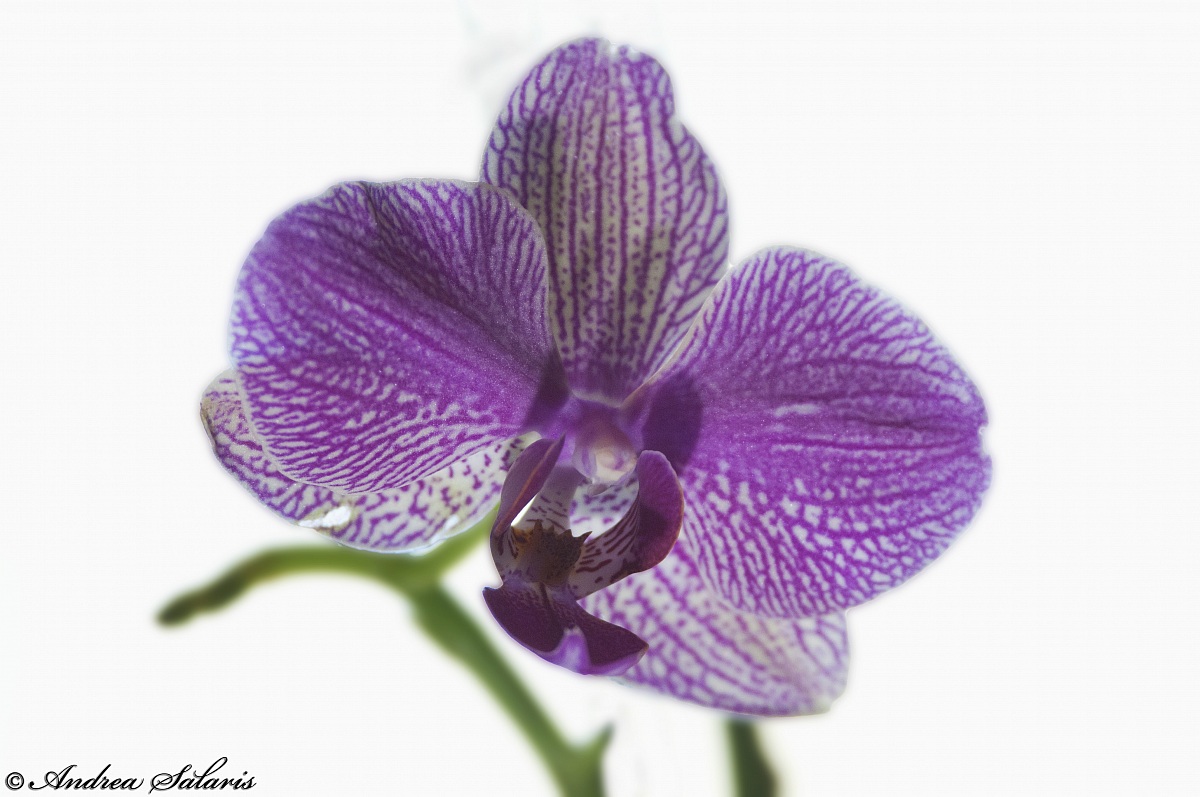 Orchidea