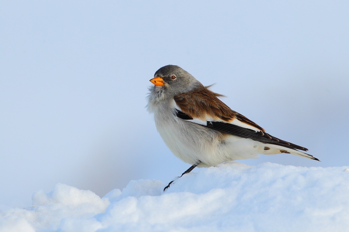 Snowfinch
