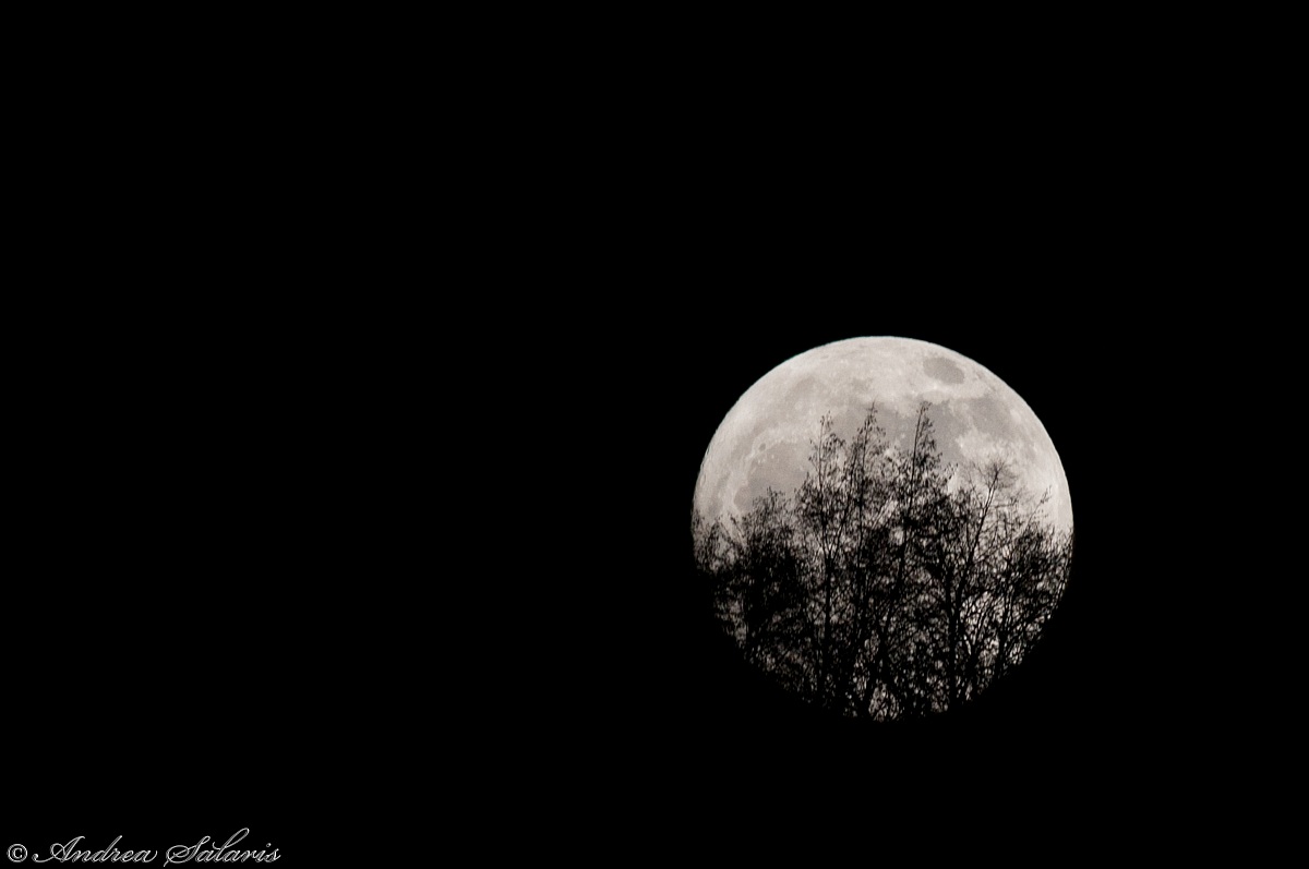 Luna Dietro Agli Aberi