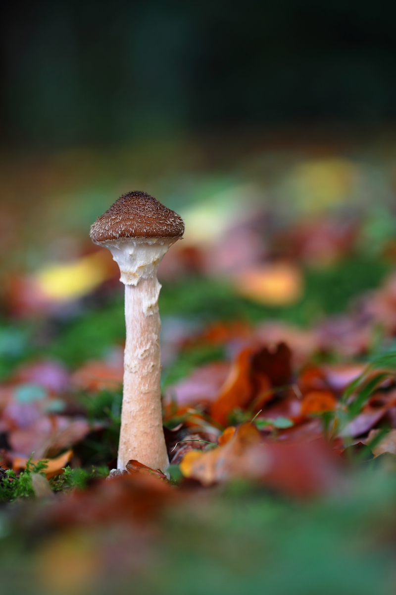 Armillaria mellea solitaria