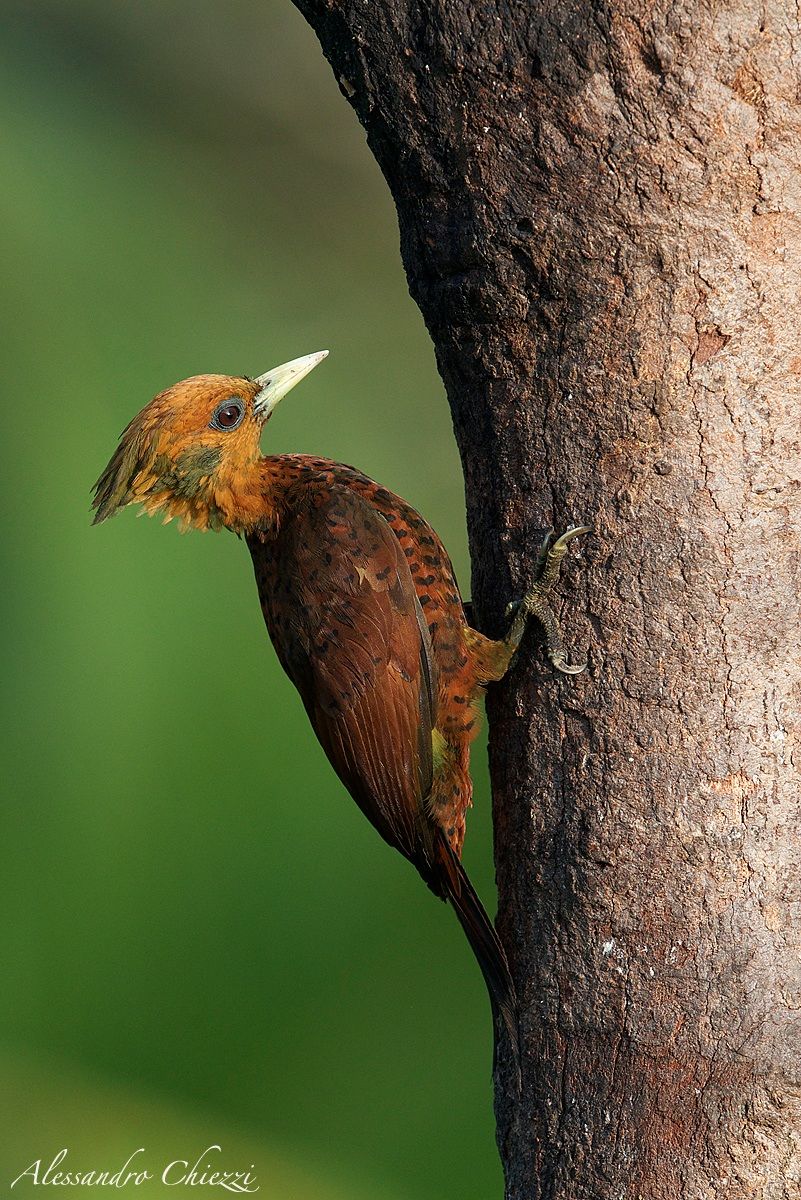 Picchio castano minore (female)