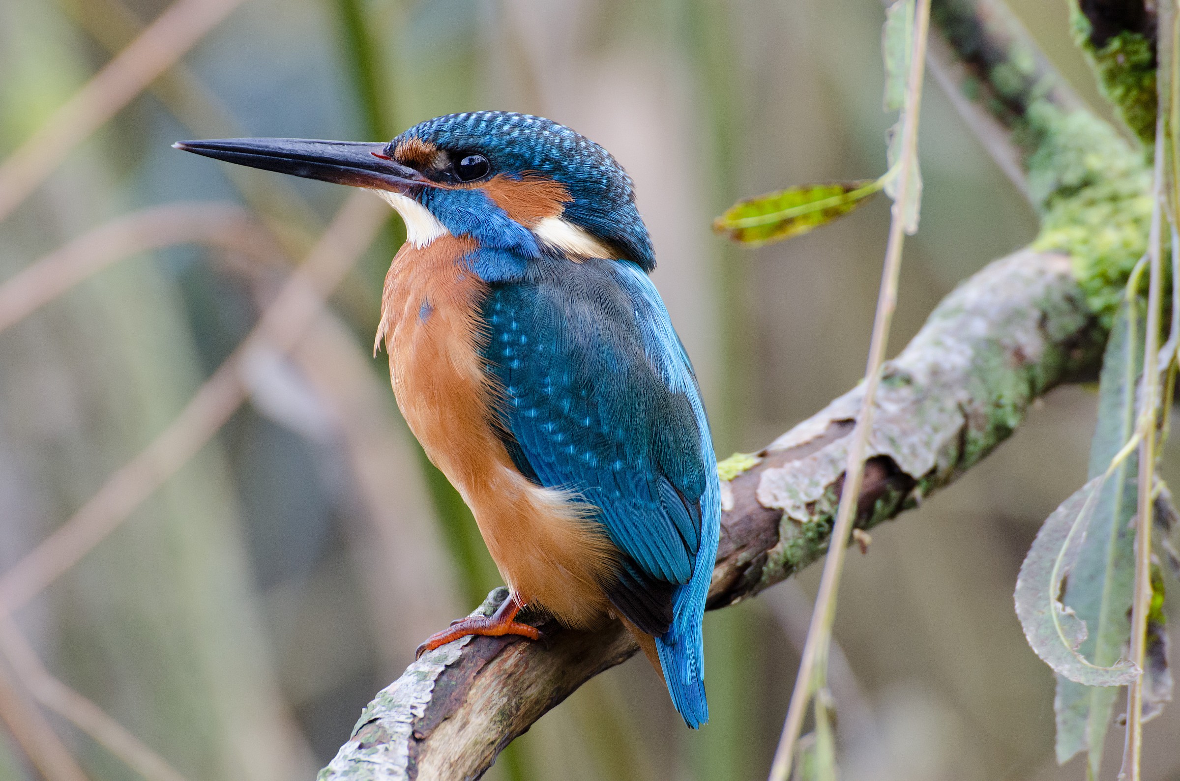 Female Kingfisher ... no crop