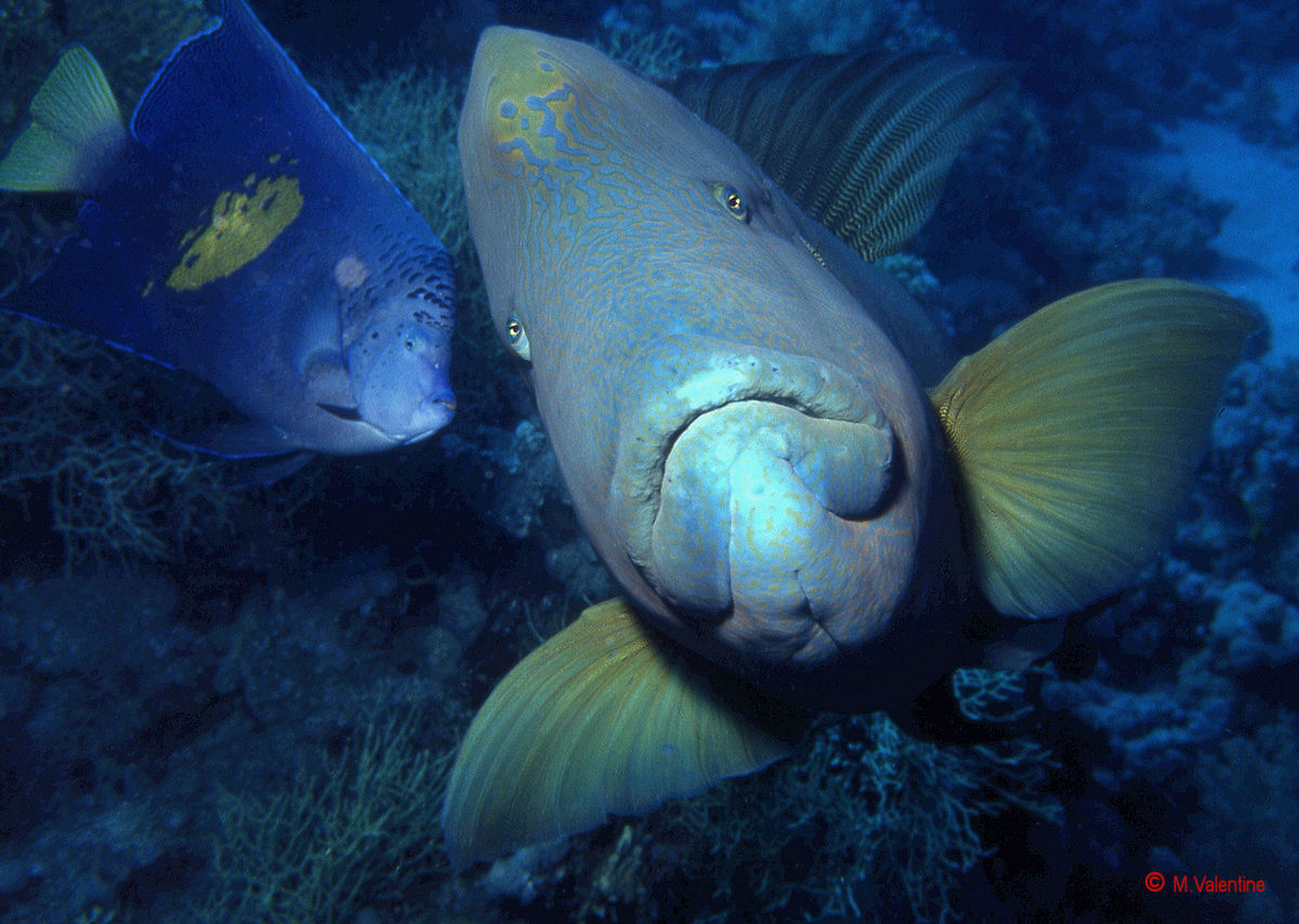 Napoleon Wrasse - Cheilinus undulatus