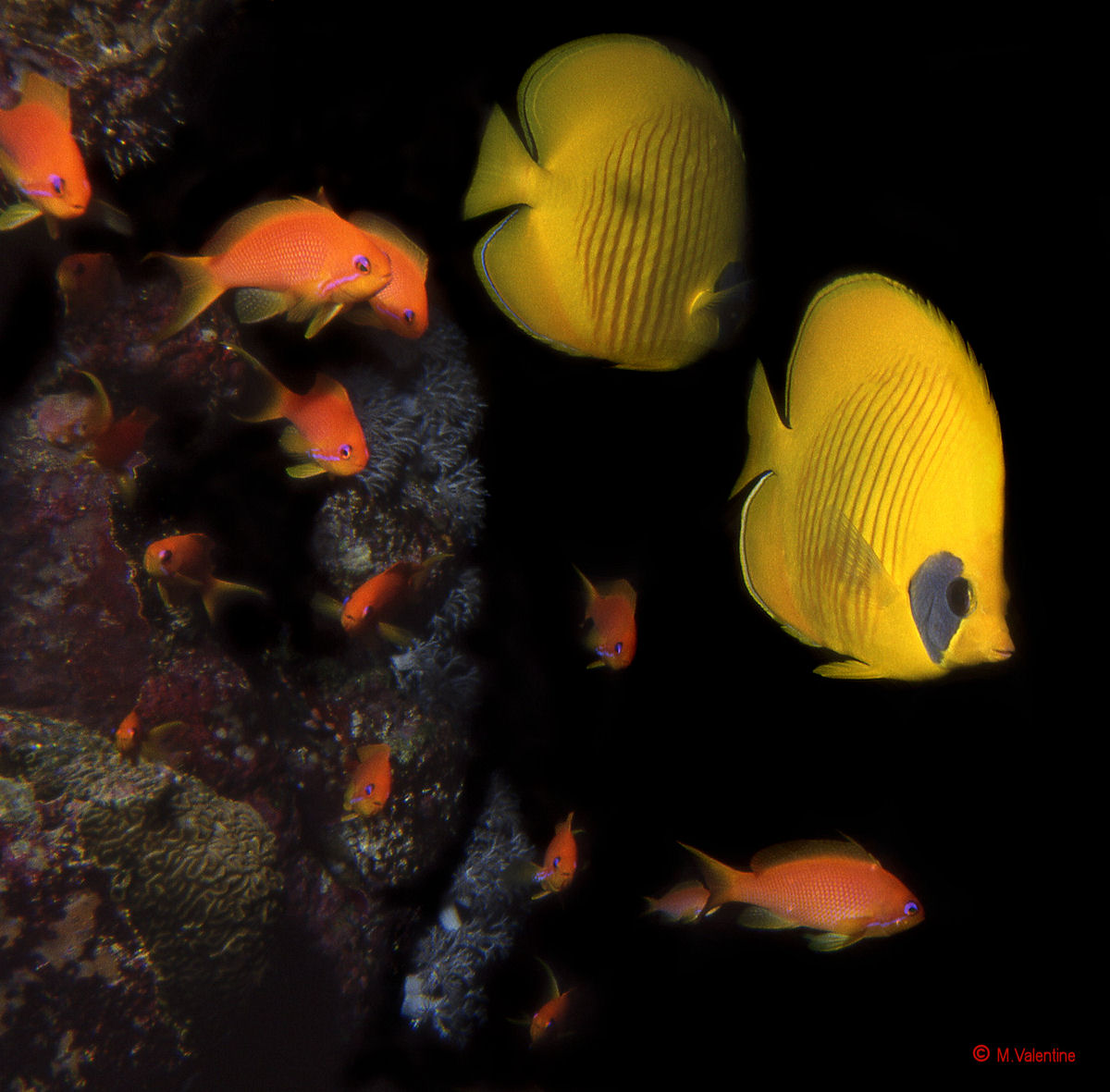 Night Time in the Red Sea