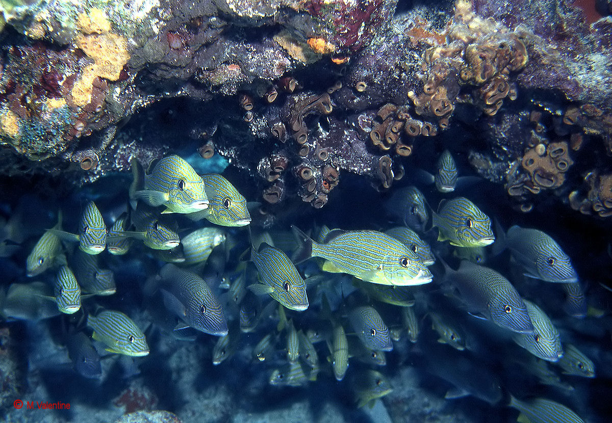 Blue-striped Grunt - Haemulon sciurus
