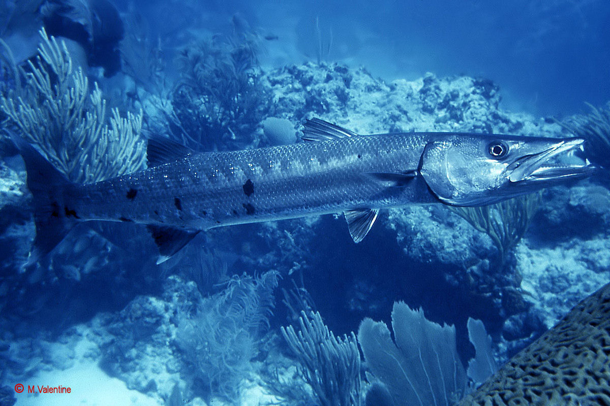 Great Barracuda - Sphyraena barracuda