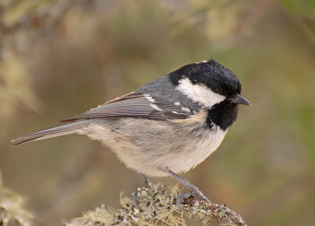 Coal Tit