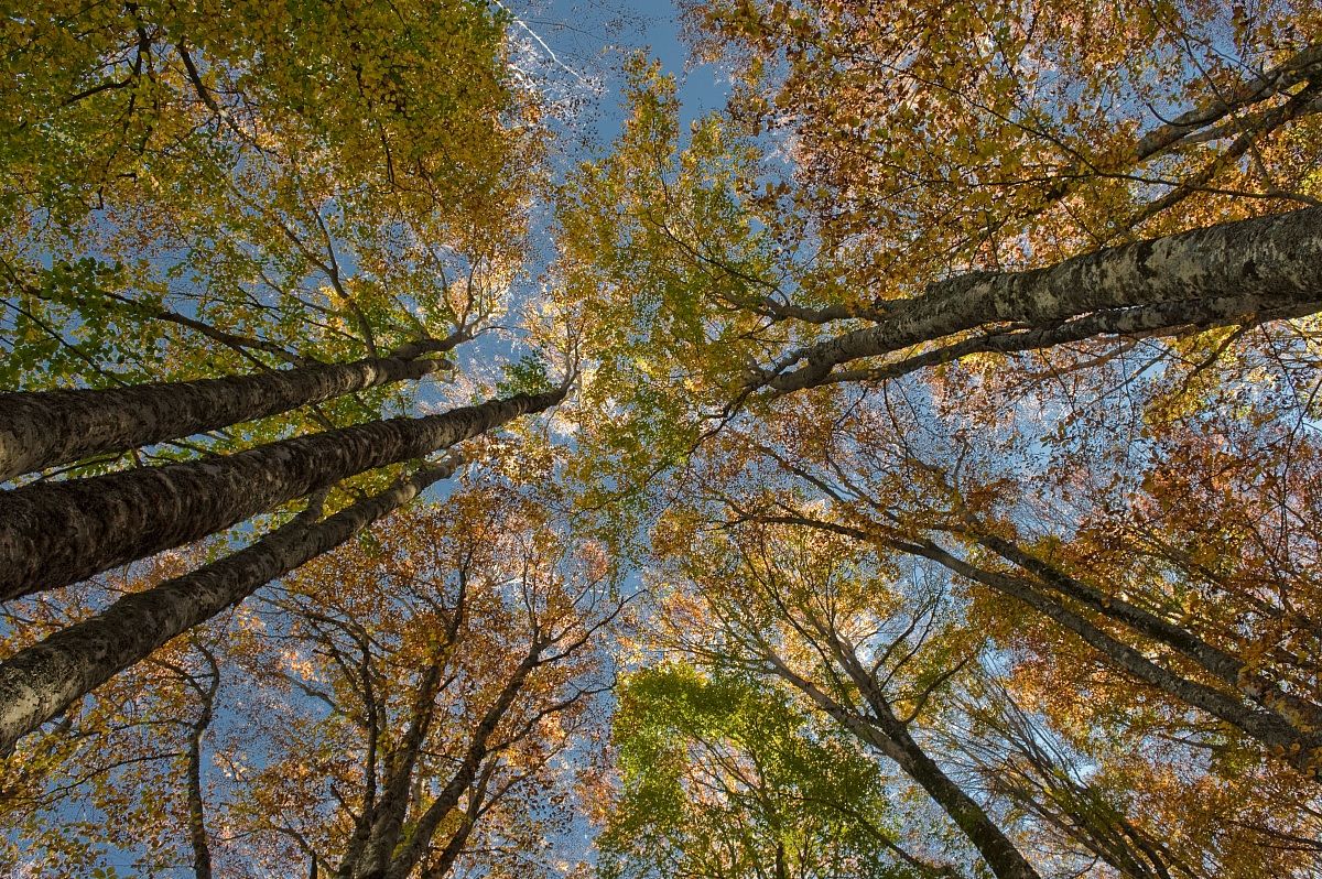 Beech trees to the sky