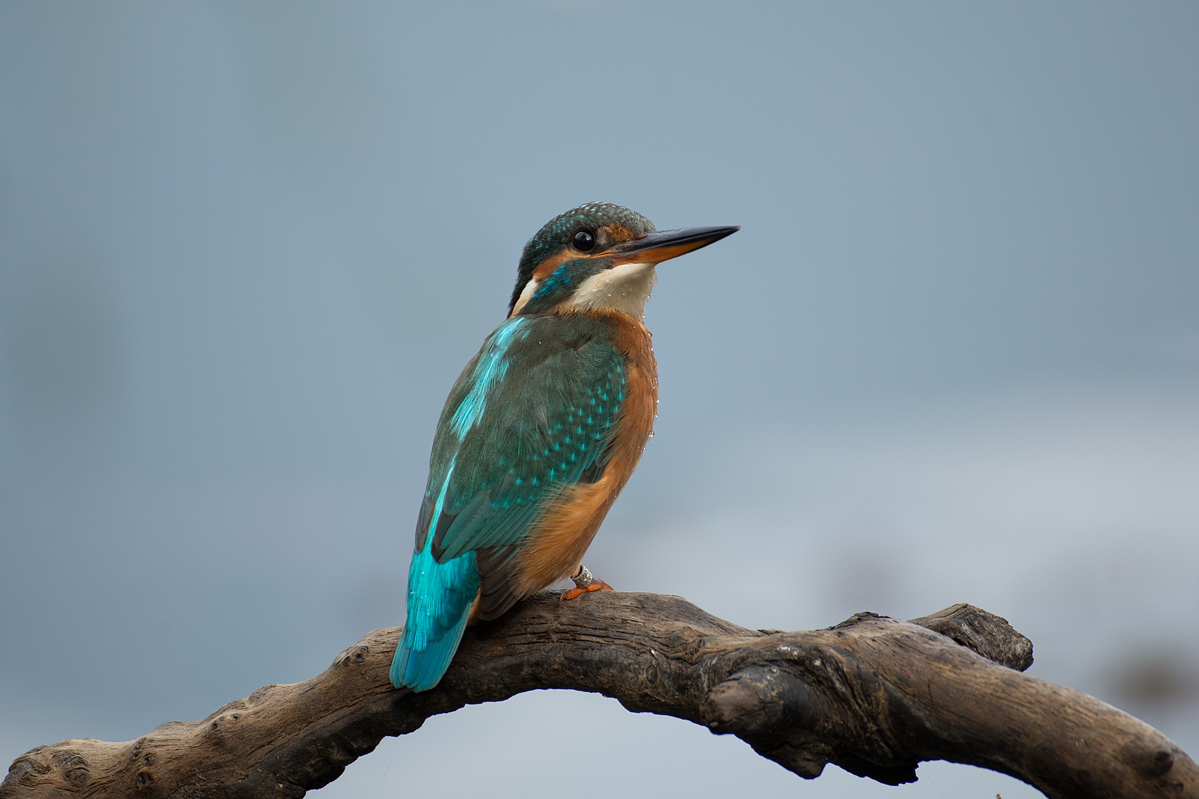 Female Kingfisher