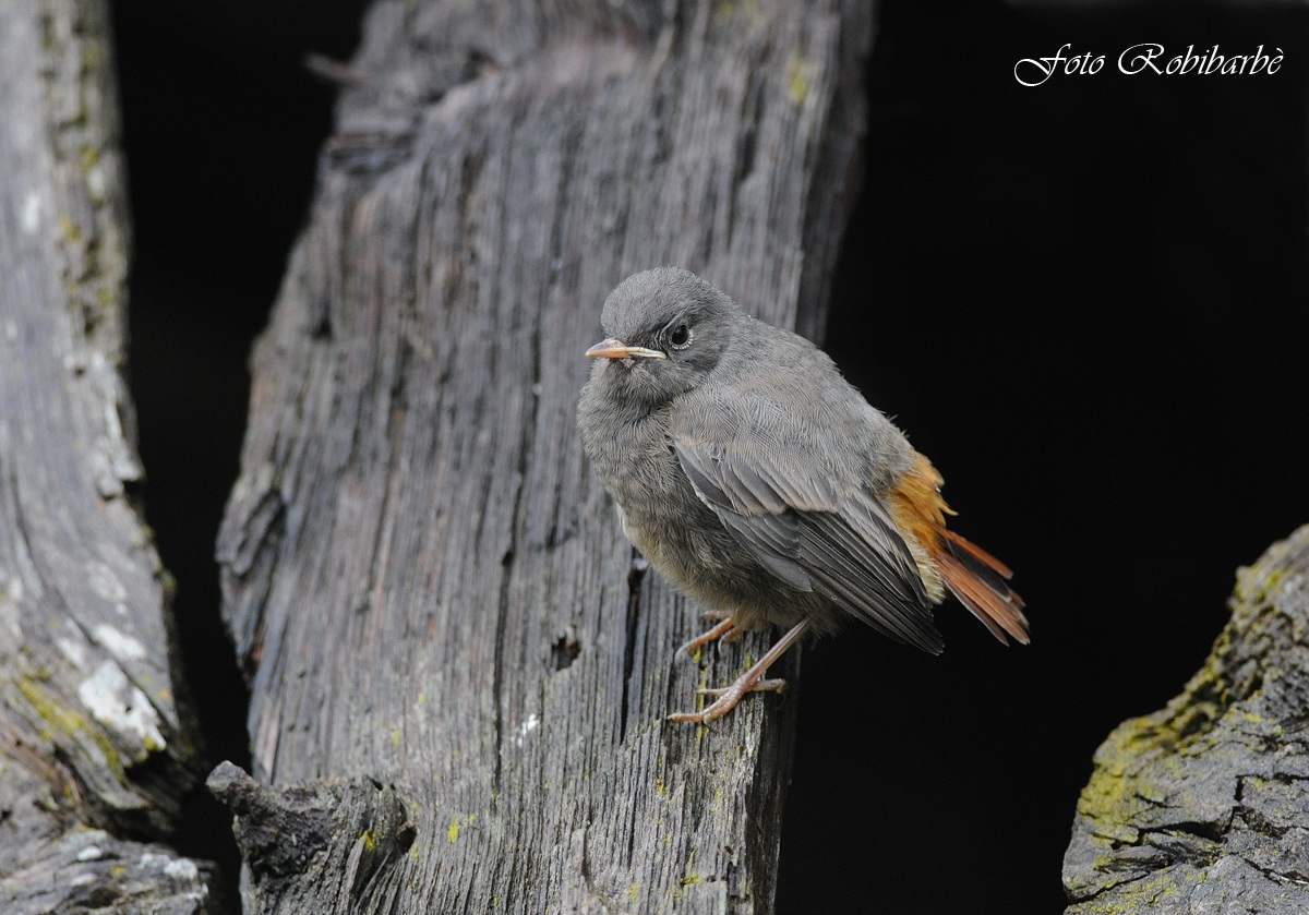 Codirosso spazzacamino .....