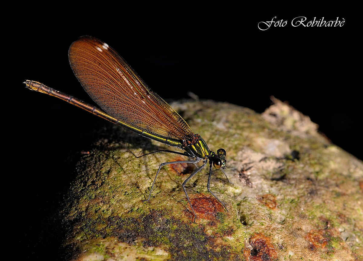 Damigella .. femmina ..