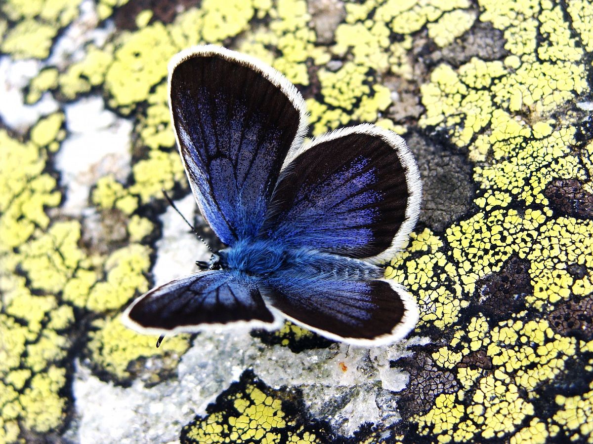 Plebejus argus