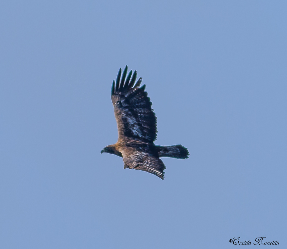 Golden Eagle (Aquila crysaetos)