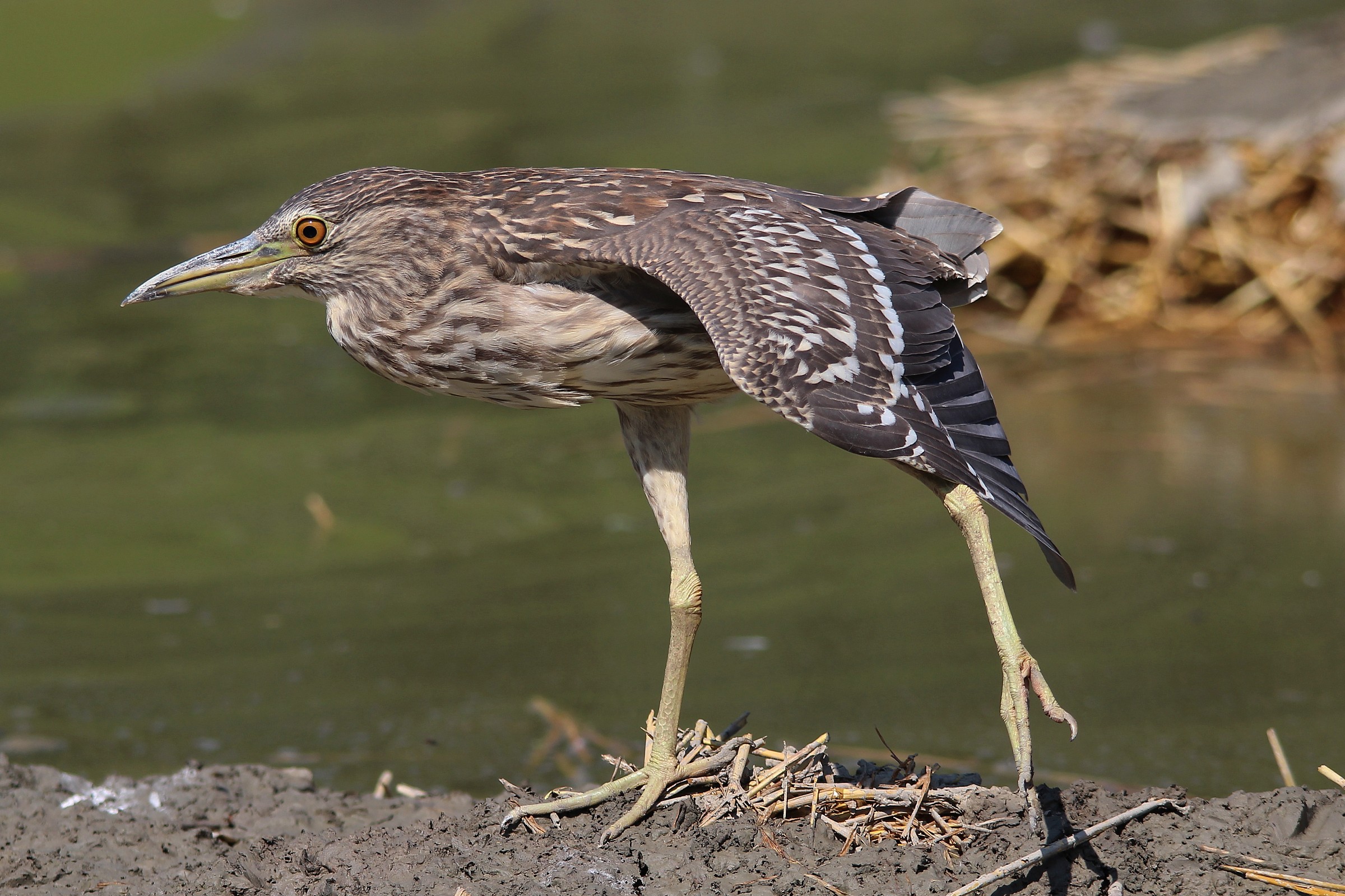 Giovane Nitticora che si sgranchisce