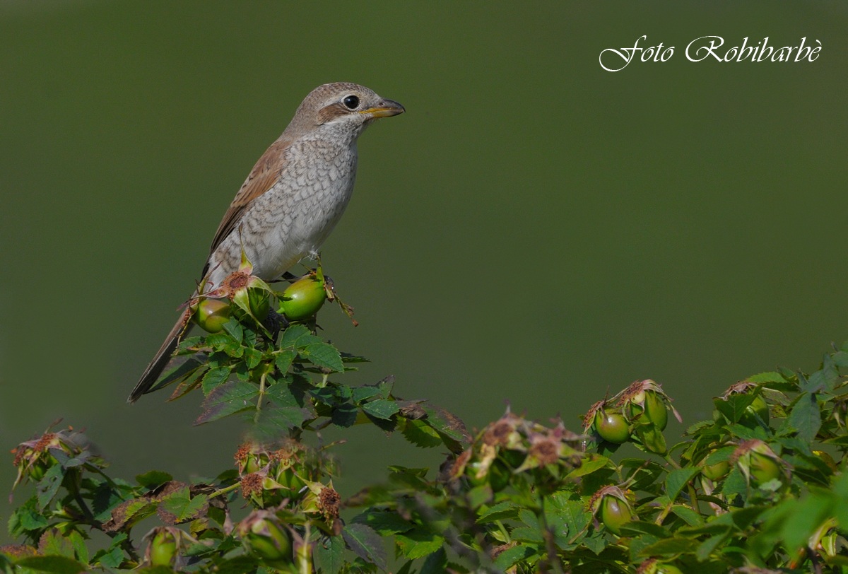 Averla piccola .....l