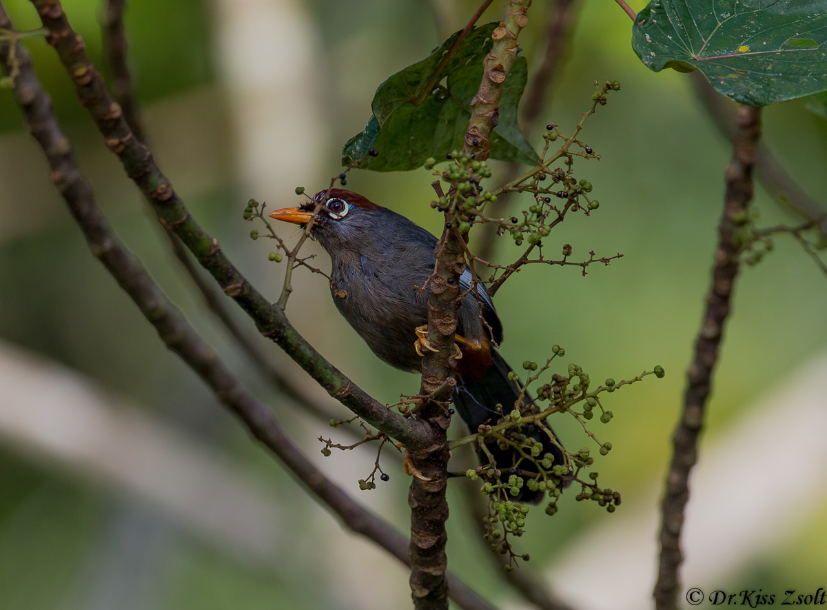 Laughingthrush Castagna-capped