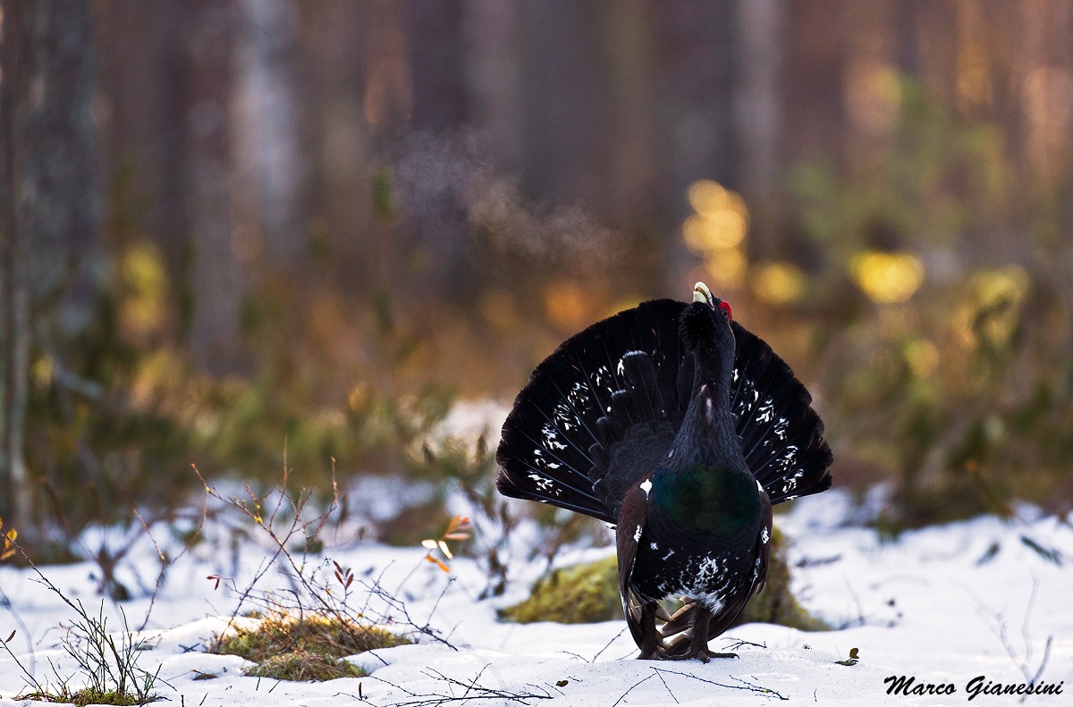 Capercaillie