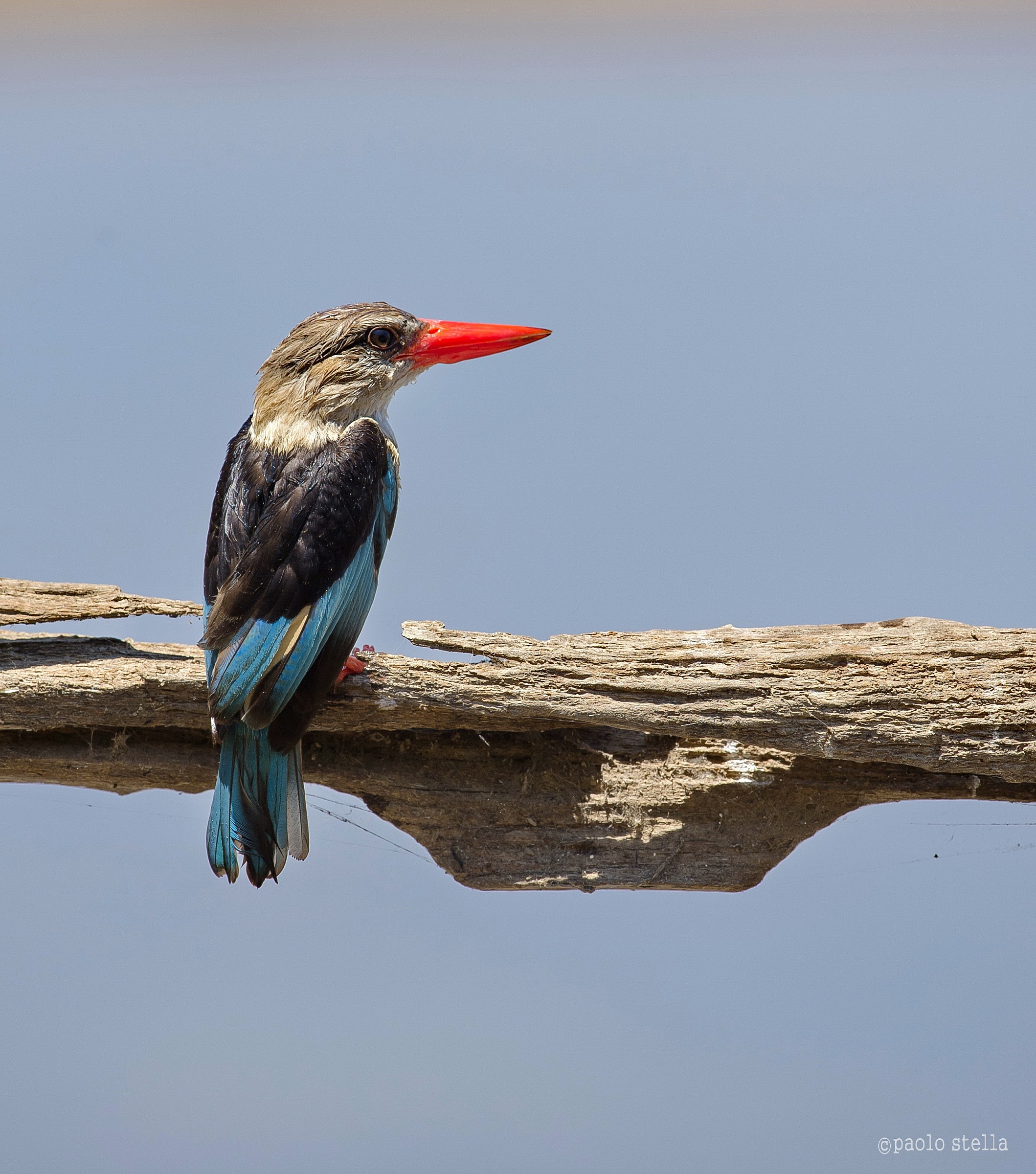 Grey-headed Kingfisher (Halcyon leucocephala)
