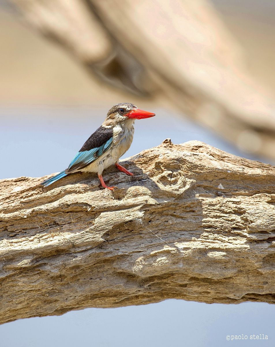 Grey-headed Kingfisher - 2
