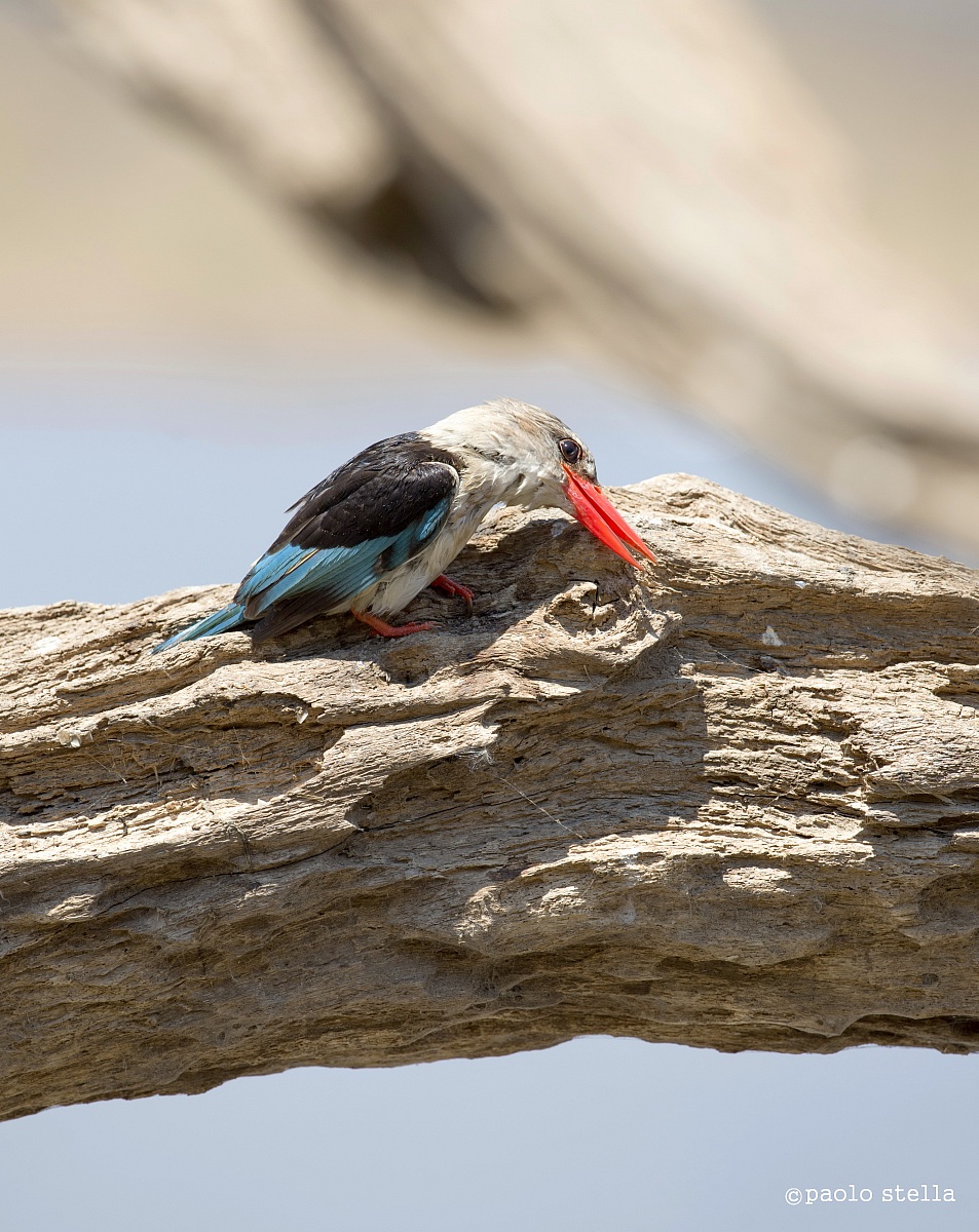 Grey-headed Kingfisher - 3