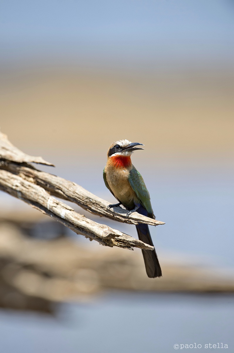 hunting in the bed of the river (White-fronted Bee-eater)